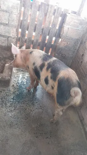 Porcos a venda