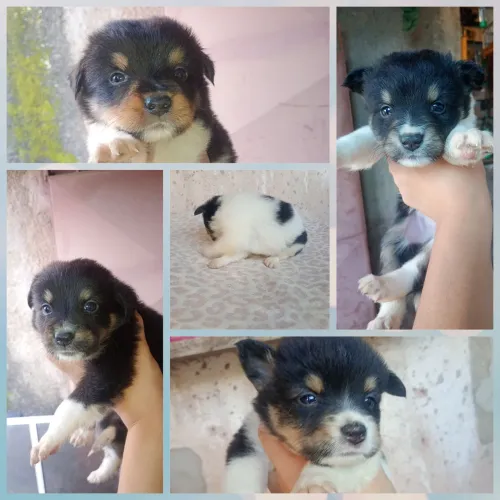 Vendo lindas Fêmeas da Raça Border Collie 