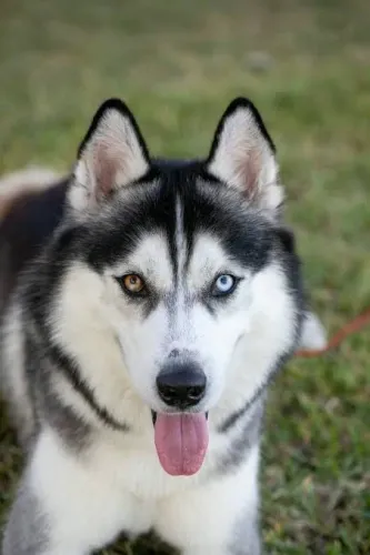 Husky siberiano pelagem padrão