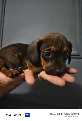 FILHOTE DE DACHSHUND