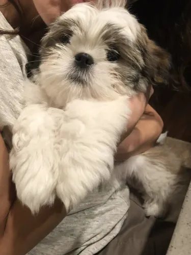 Shih Tzu brincalhão 