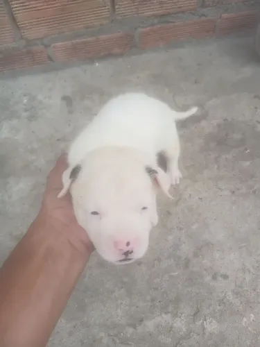 Filhotes de pitbul 250