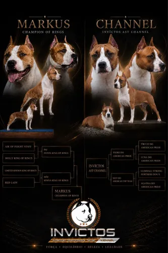Filhotes de American Staffordshire Terrier 