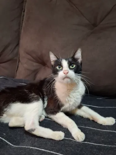 Doando gatinho castrado