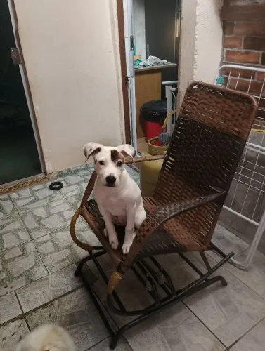 Adoção de cadela