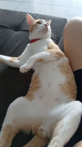 Gatinho macho pra doação