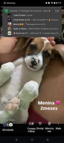 Filhotes para adoção