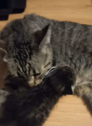 Mirella a Gatinha Guerreira e seu Filhote. 