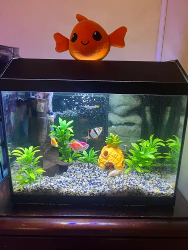Aquário 30 litros com sump