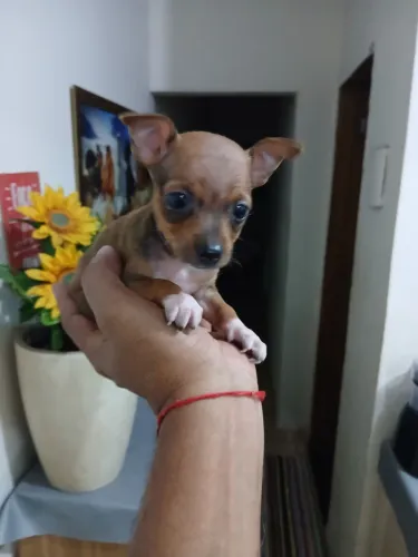 Mini pinscher  machinho 