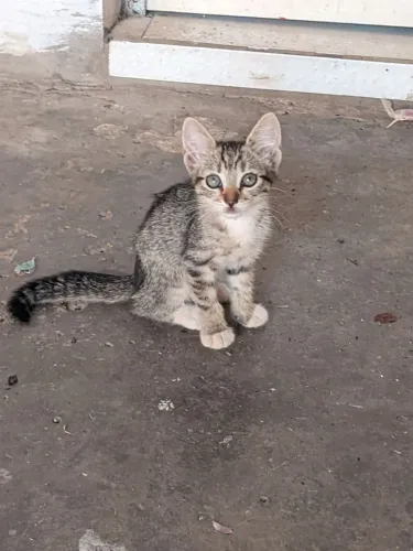 Doando gatinha filhote
