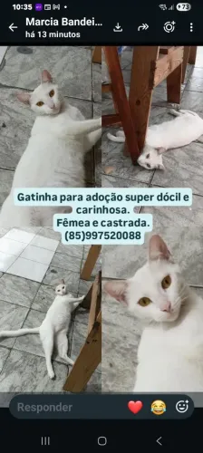 Linda gatinha pra adoção 