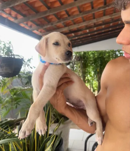 Vendo filhote de cachorro macho labrador com golden