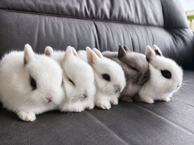 Filhotes Netherland Dwarf - Mini Padrão Show