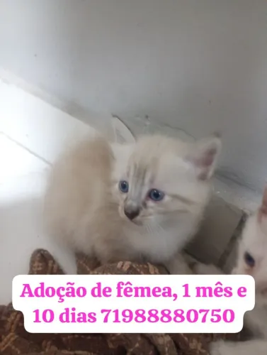 Gatinha fêmeas Adoção responsável