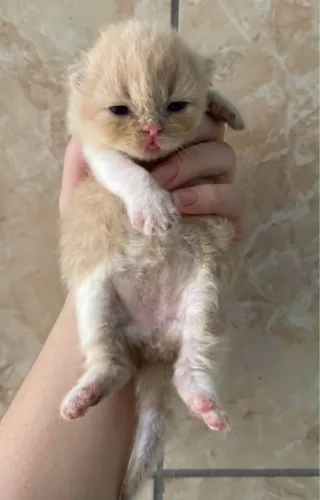 Gatos(a) persa 
