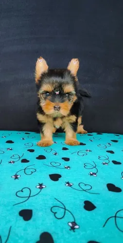     Yorkshire Terrier Filhote Disponível