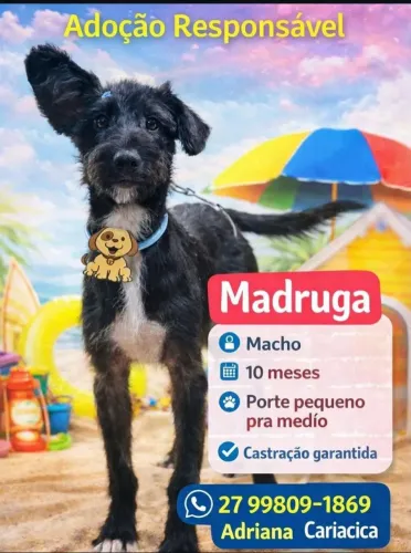 Cachorro ?