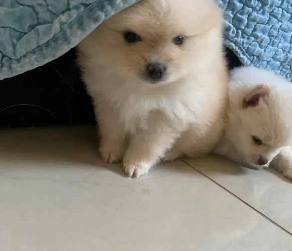 Spitz Alemão (Lulu da Pomerânia) disponíveis para reserva!
