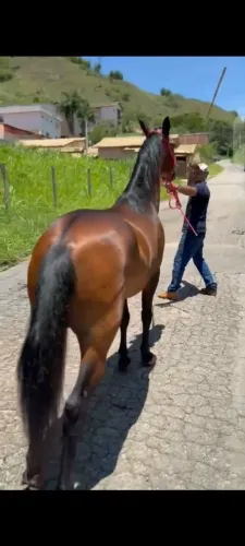 Cavalo gatilho da gironda