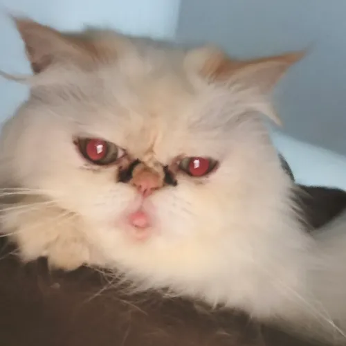Gata persa do himalaio