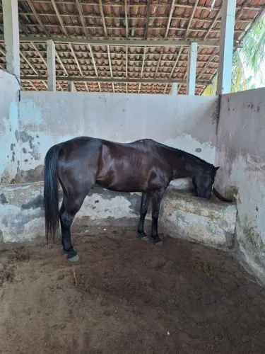 Cavalo de direita