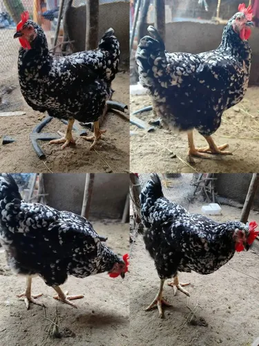 Galinha GSB