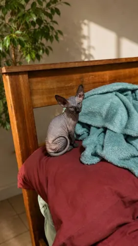 sphynx o gato sem pêlos 