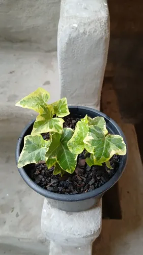 Planta hera inglesa 