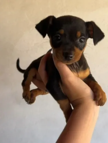 Pinscher fêmeas 