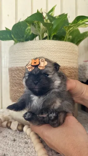 Lulu da Pomerania