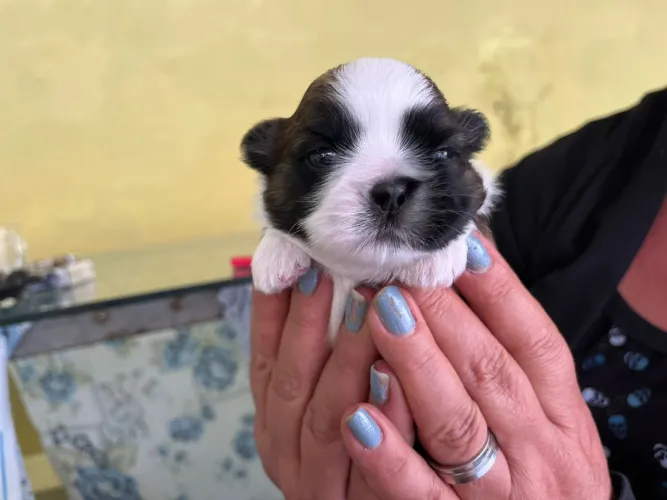 Cachorro Shitzu 