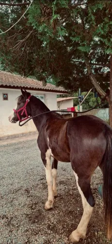 Égua Crioula