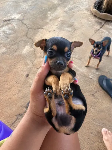 Último filhote pinscher macho