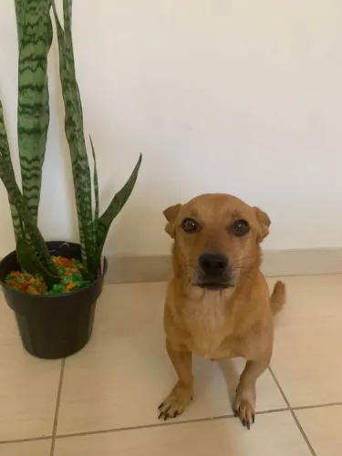 Cachorro caramelo