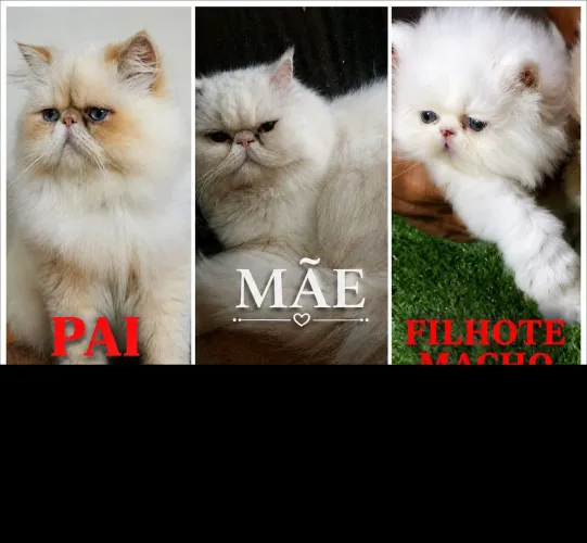 Gato pesa  ( NAO RESPONDO CHAT ,FAVOR CHAMAR NO ZAP *)