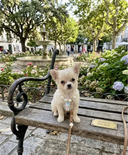 Chihuahua Merli 