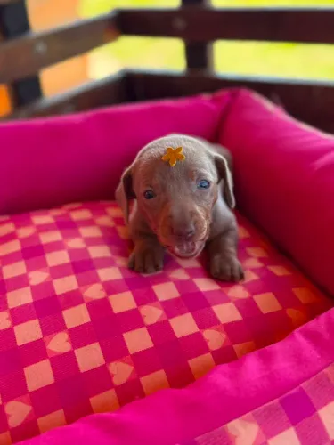 Daschund na cor Isabela a pronta entrega