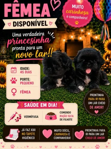 Tenho shituz fêmea e macho disponível