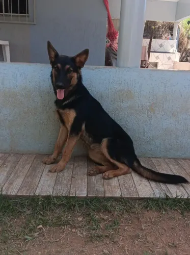 Vende-se essa lindeza (8 meses)