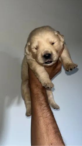 Filhotes de Golden Retriever