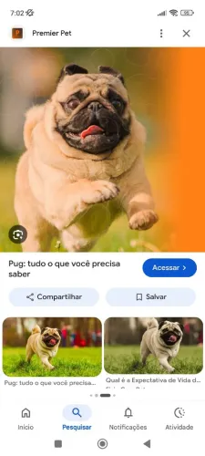 Procuro macho de Pug pra cruzar com minha cachorrinha pago 200