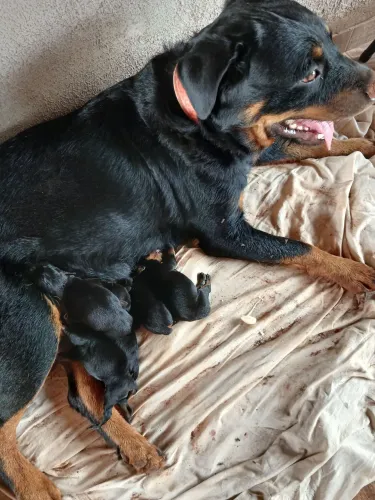 Venda-se rottweiler