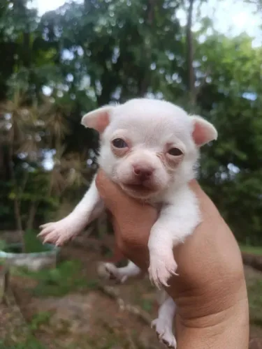 Chihuahua companhia que cabe no bolso 