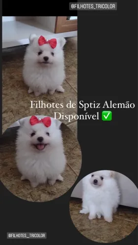 Spitz ursinhos 