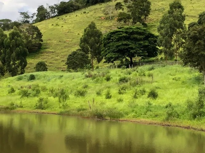 Arrendo ou Alugo fazenda de 280 hectares p 200 cabeças