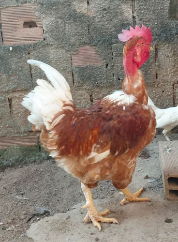 Galo polaco