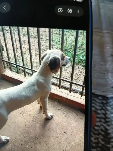 Linda fêmea