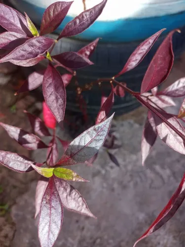 Alternanthera brasiliana.(Terramicina)No vaso plástico pequeno.
