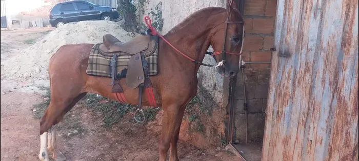 Egua marcha batida